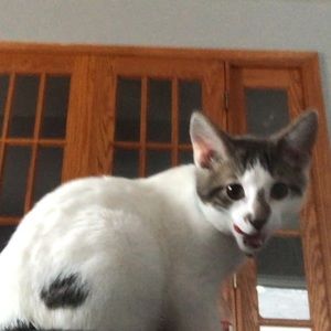 Meet your Posher, Brody